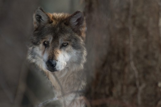 Julie Larsen Maher_0461_Mexican Wolf_02 15 13